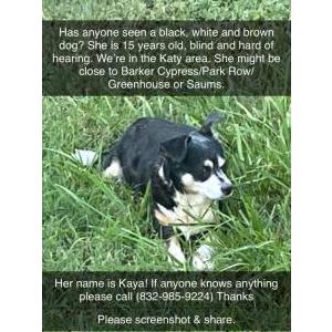 Lost Dog KAYA