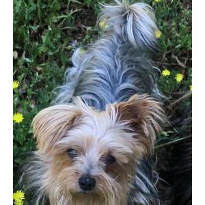 Lost Dog Shaggy