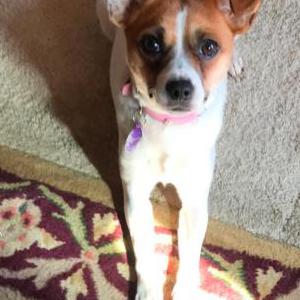 Lost Dog Bella