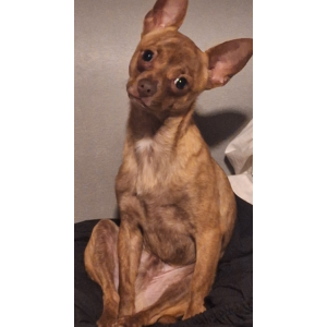 Image of Phineous (Finny), Lost Dog