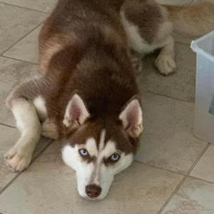 Lost Dog Alpha