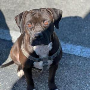 Lost Dog Niña