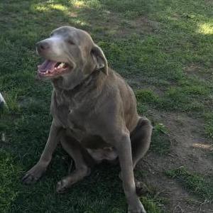 Lost Dog Luna
