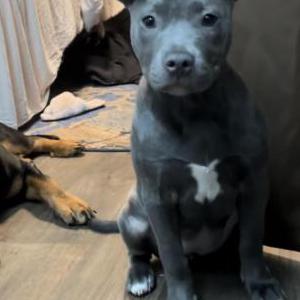 Image of Lacey, Lost Dog