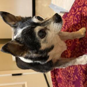 Image of Unknown, Found Dog