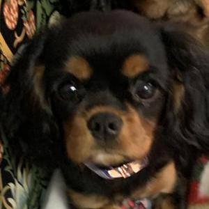 Lost Dog Madison