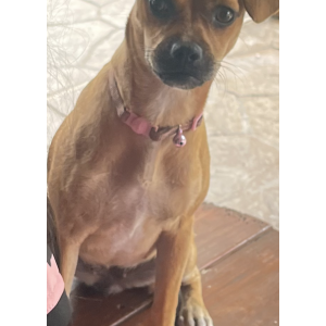 Image of tatis, Lost Dog