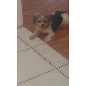 Lost Dog Princess Hardy