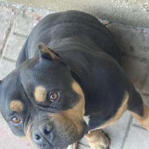 Lost Dog Chapo