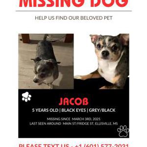 Lost Dog Jacob