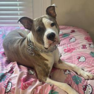 Image of Ace, Lost Dog