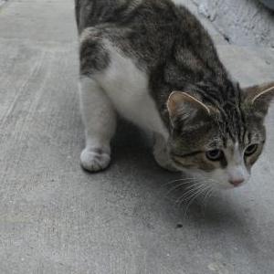 Image of Unknown, Found Cat