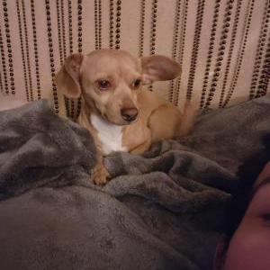 Lost Dog Shark
