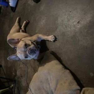 Image of Take-off, Lost Dog