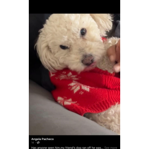 Image of Fluffy, Lost Dog