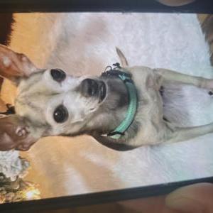 Lost Dog Lucky