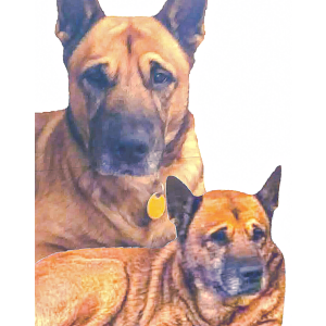 Image of TYSON, Lost Dog