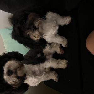 Image of Coco and lucy, Lost Dog