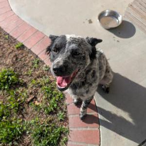 Found Dog Unknown