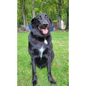 Image of Cash, Lost Dog