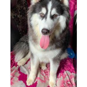Image of Dexter, Lost Dog