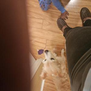 Image of Max, Lost Dog