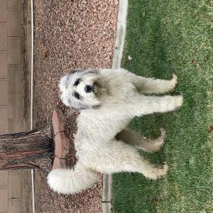 Image of Unknown, Found Dog