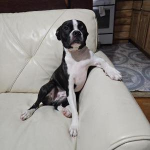 Image of Merlot, Lost Dog