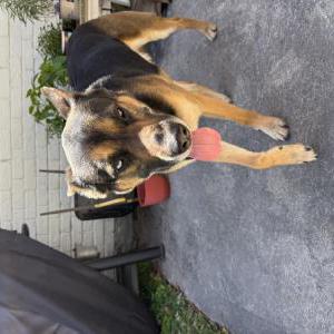 Found Dog Unknown