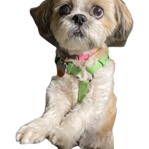 Image of Hiede, Lost Dog