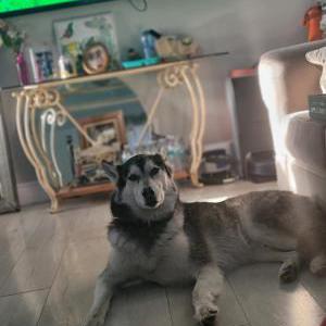 Lost Dog Ace
