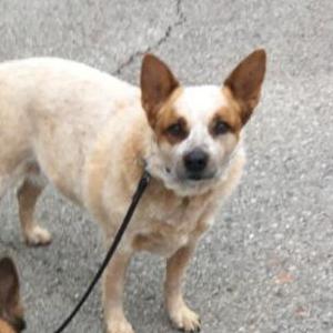 Image of Lucie, Lost Dog