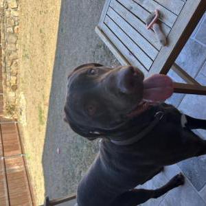 Found Dog Unknown