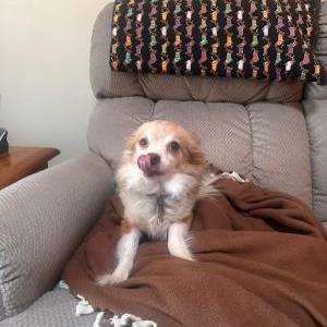 Lost Dog Buddy