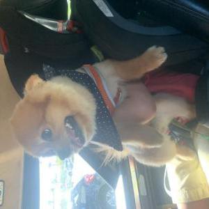 Image of Fipsy, Lost Dog