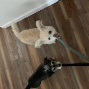 Lost Dog Rosie