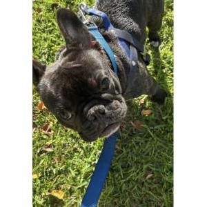 Lost Dog Coco