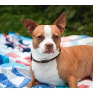 Image of Sammie, Lost Dog