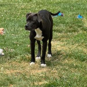 Lost Dog Luna