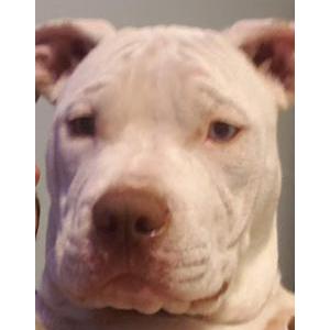 Lost Dog Fatboy