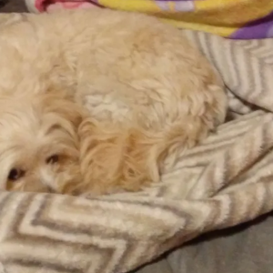 Lost Dog Pancha