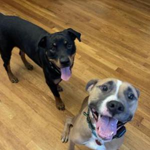 Image of Lily and Buddy, Lost Dog