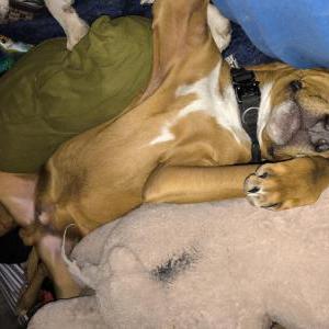 Image of King, Lost Dog