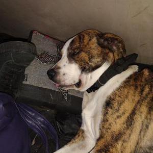 Image of Malachi, Lost Dog