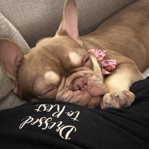 2nd Image of Chloe, Lost Dog