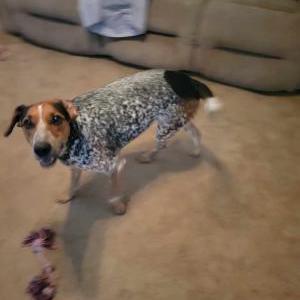 Image of Precious, Lost Dog