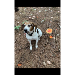 Image of Sister, Lost Dog