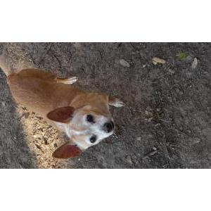 Lost Dog Artemis Gordon  Arti