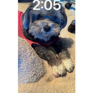 Image of Lucy, Lost Dog