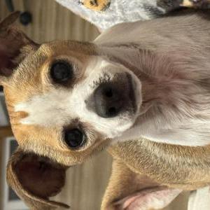 Image of Bumper, Lost Dog